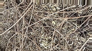 mother-sleeping-fuck
