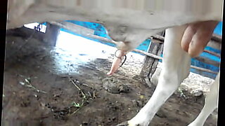 bottom video 138